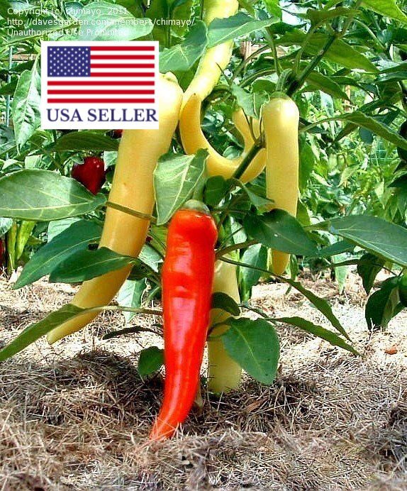 Capsicum annuum / Capsicum abyssinicum / Capsicum angulosum - Banana Pepper, Sweet Banana - Image 7