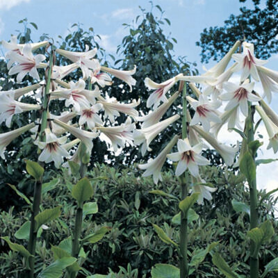 Cardiocrinum giganteum / Cardiocrinum mirabile / Lilium giganteum - Giant Himalayan Lily