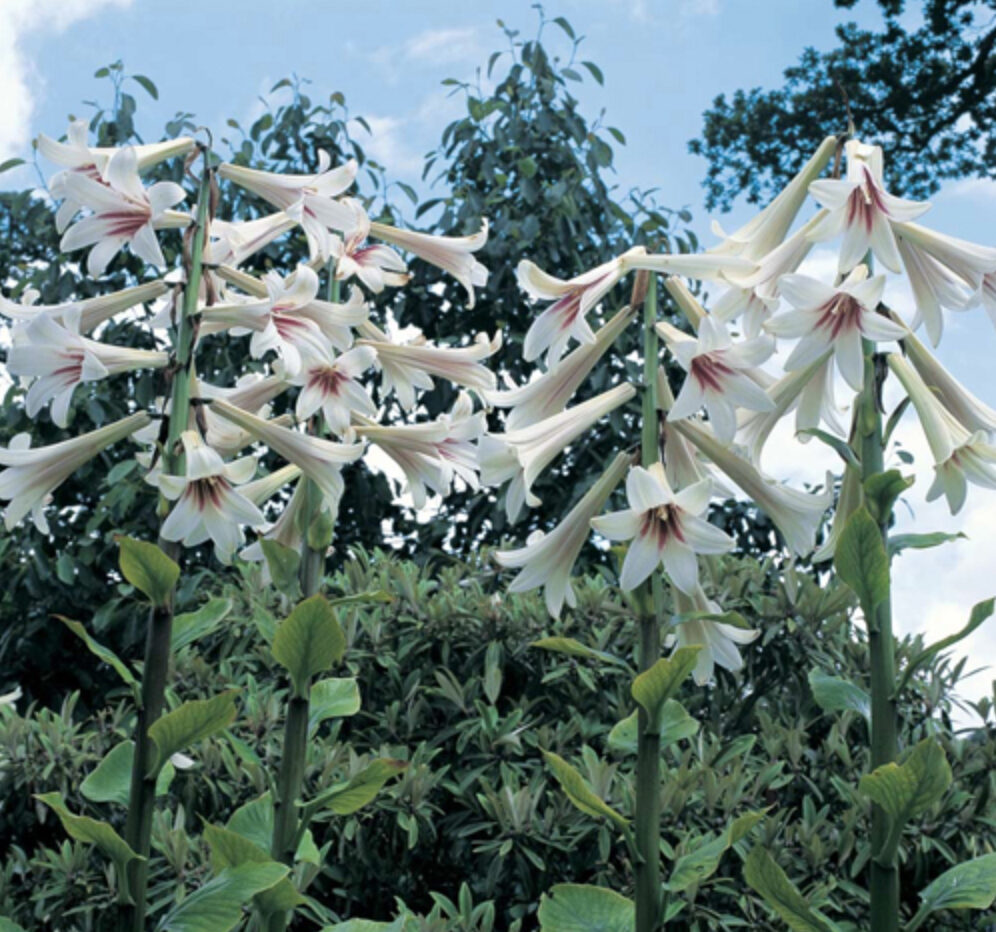 Cardiocrinum giganteum / Cardiocrinum mirabile / Lilium giganteum - Giant Himalayan Lily