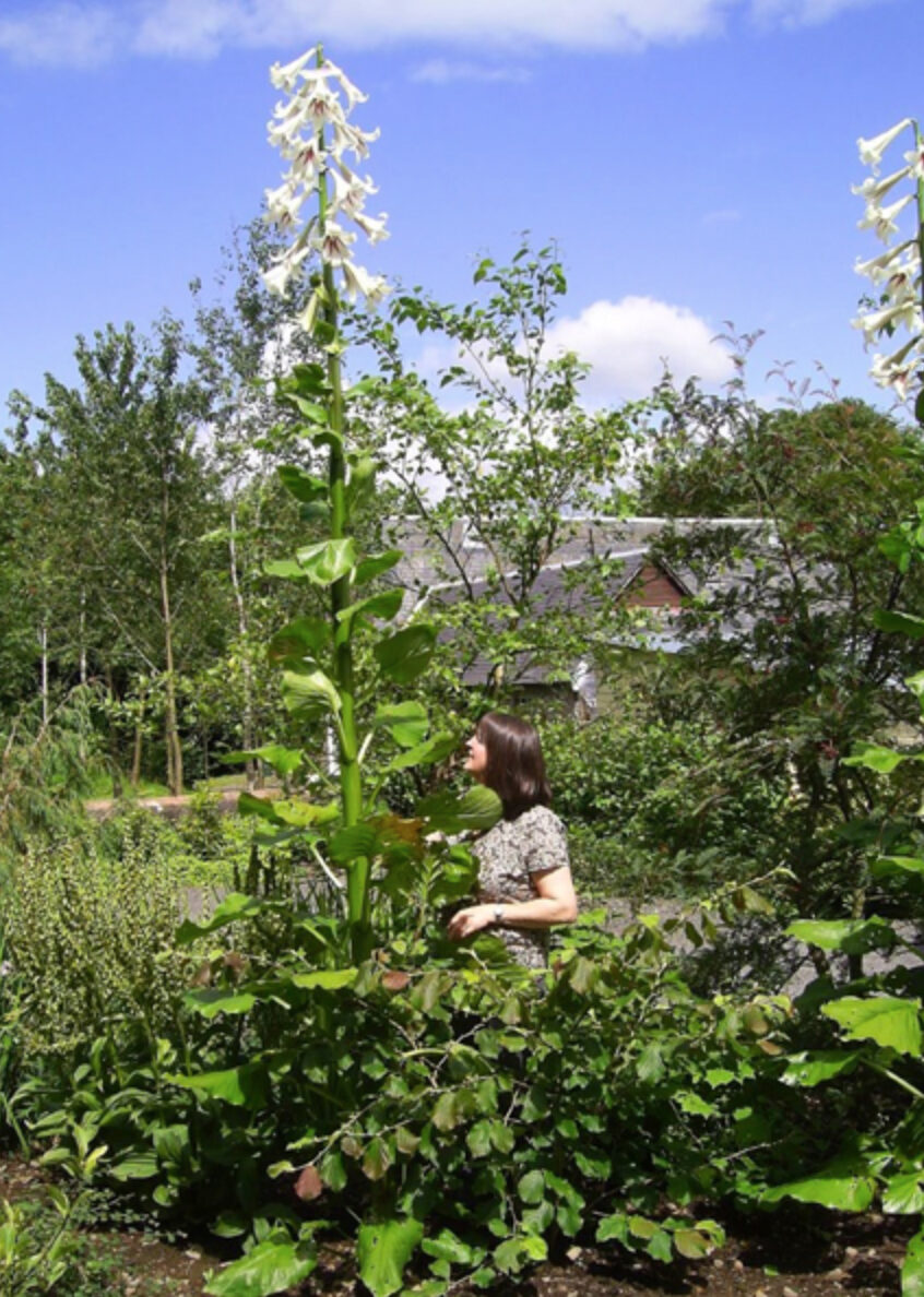 Cardiocrinum giganteum / Cardiocrinum mirabile / Lilium giganteum - Giant Himalayan Lily - Image 2