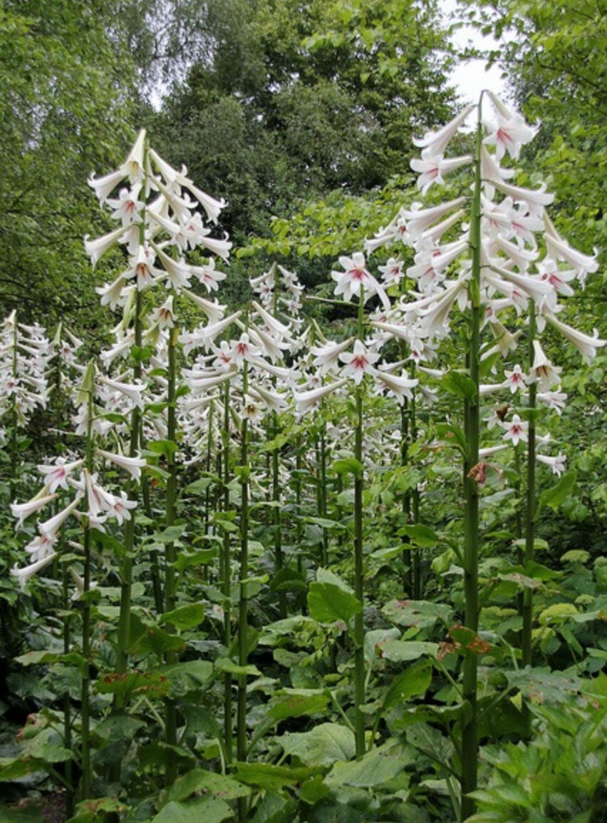 Cardiocrinum giganteum / Cardiocrinum mirabile / Lilium giganteum - Giant Himalayan Lily - Image 4