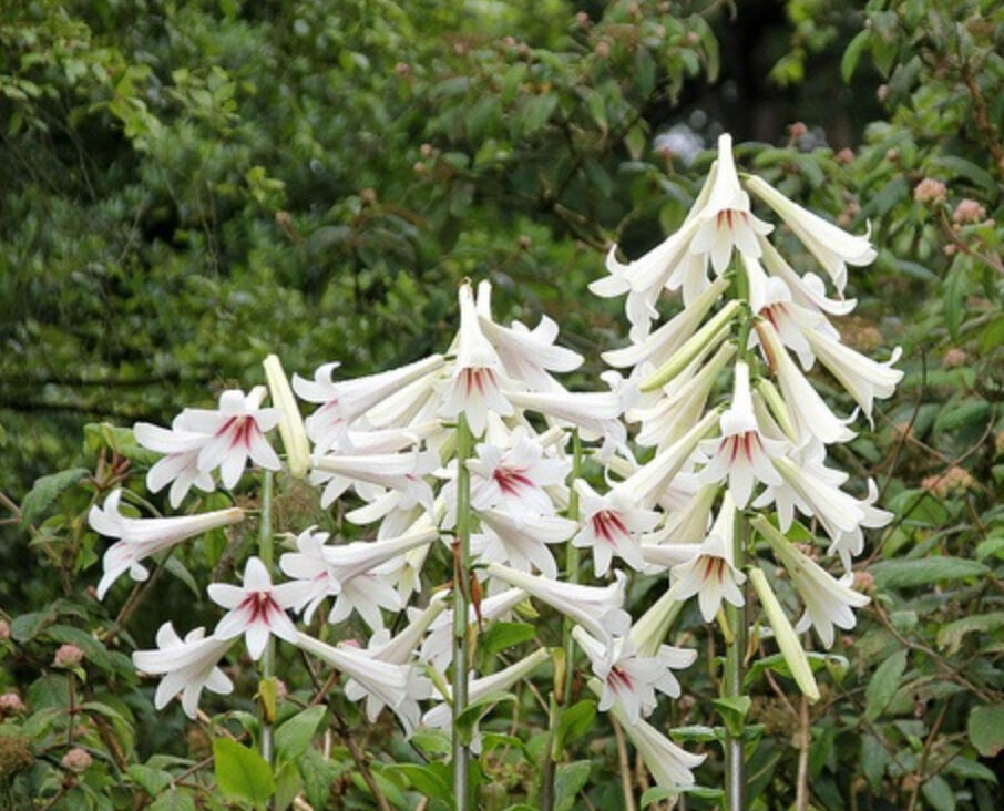 Cardiocrinum giganteum / Cardiocrinum mirabile / Lilium giganteum - Giant Himalayan Lily - Image 5