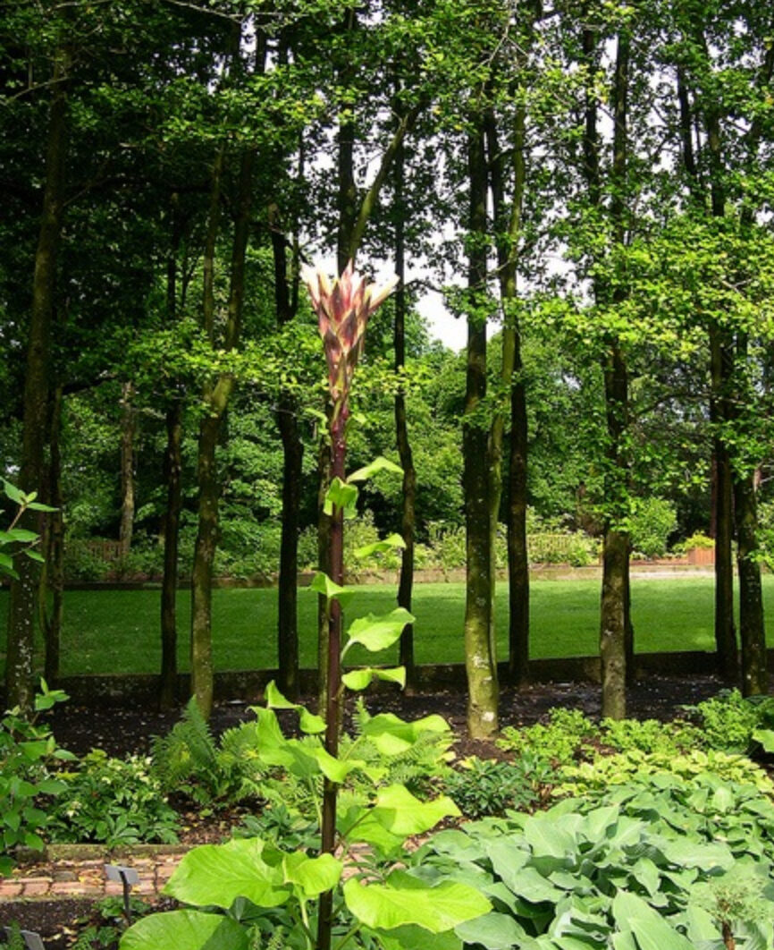 Cardiocrinum giganteum / Cardiocrinum mirabile / Lilium giganteum - Giant Himalayan Lily - Image 6