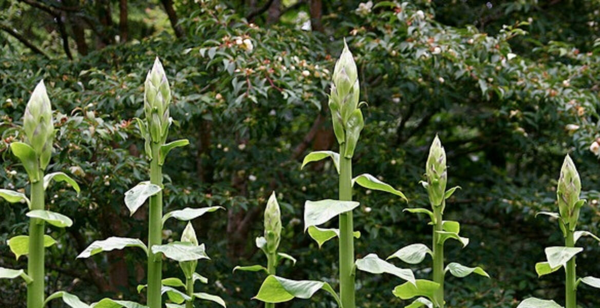 Cardiocrinum giganteum / Cardiocrinum mirabile / Lilium giganteum - Giant Himalayan Lily - Image 7