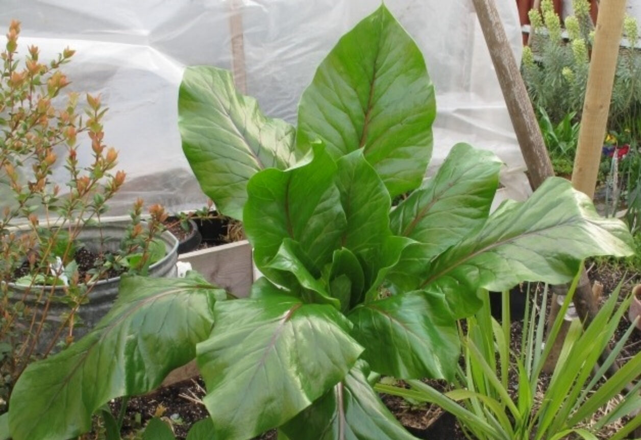 Cardiocrinum giganteum / Cardiocrinum mirabile / Lilium giganteum - Giant Himalayan Lily - Image 10
