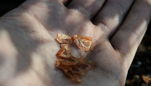 Cardiocrinum giganteum / Cardiocrinum mirabile / Lilium giganteum - Giant Himalayan Lily - Image 11