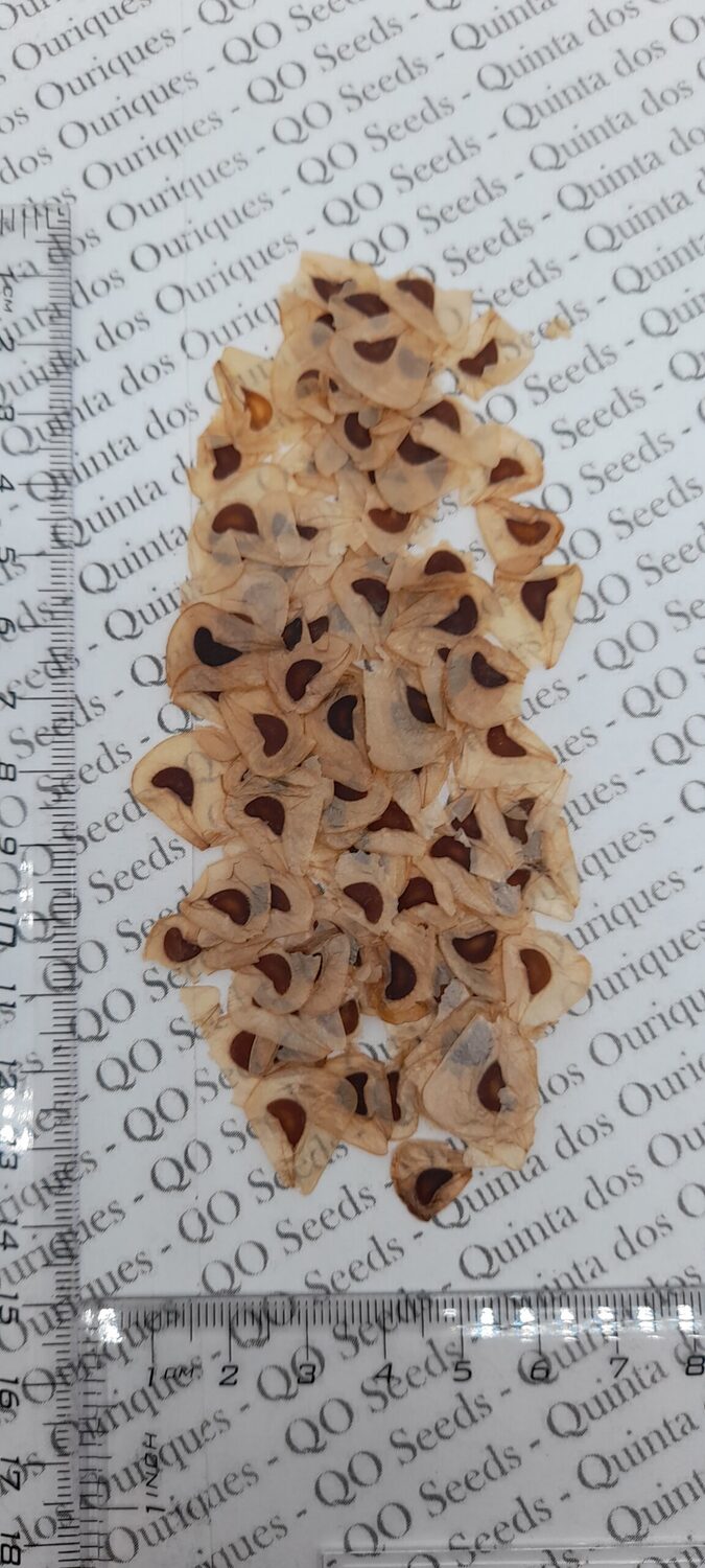 Cardiocrinum giganteum / Cardiocrinum mirabile / Lilium giganteum - Giant Himalayan Lily - Image 13