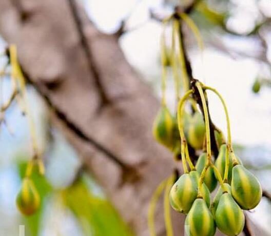 Carica lanceolata - Bolivian Papaya Tree, Mountain Papaya - Image 2