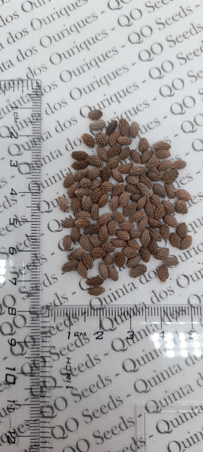 Carica lanceolata - Bolivian Papaya Tree, Mountain Papaya - Image 3