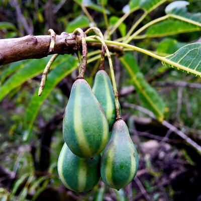 Carica lanceolata - Bolivian Papaya Tree, Mountain Papaya