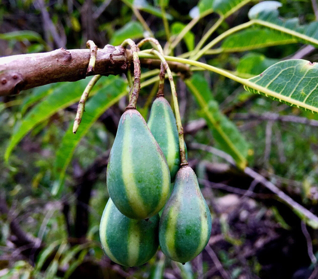 Carica lanceolata - Bolivian Papaya Tree, Mountain Papaya