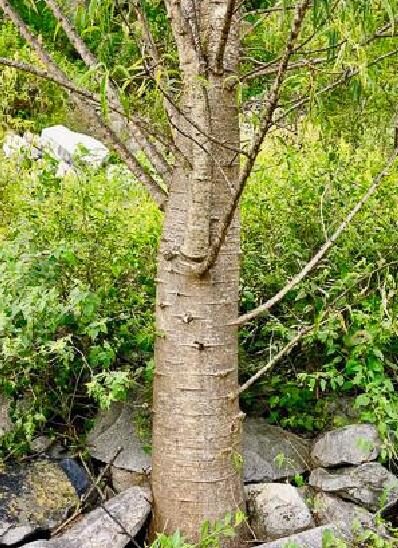 Carica lanceolata - Bolivian Papaya Tree, Mountain Papaya - Image 4