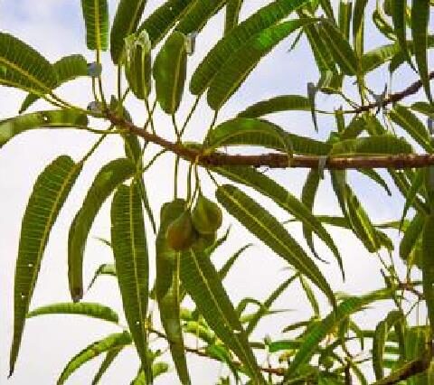 Carica lanceolata - Bolivian Papaya Tree, Mountain Papaya - Image 5