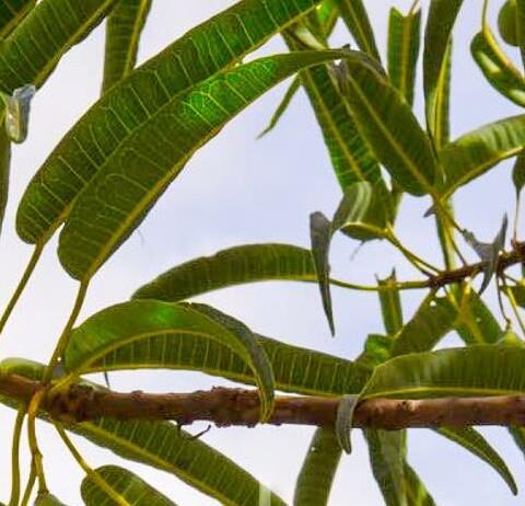 Carica lanceolata - Bolivian Papaya Tree, Mountain Papaya - Image 6