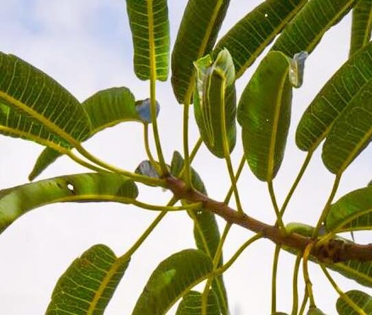 Carica lanceolata - Bolivian Papaya Tree, Mountain Papaya - Image 7