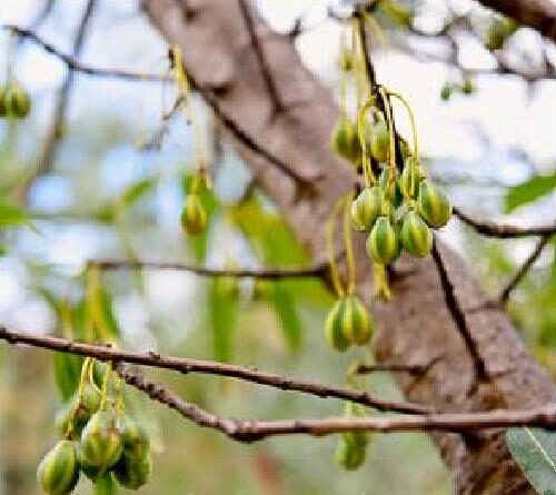 Carica lanceolata - Bolivian Papaya Tree, Mountain Papaya - Image 9