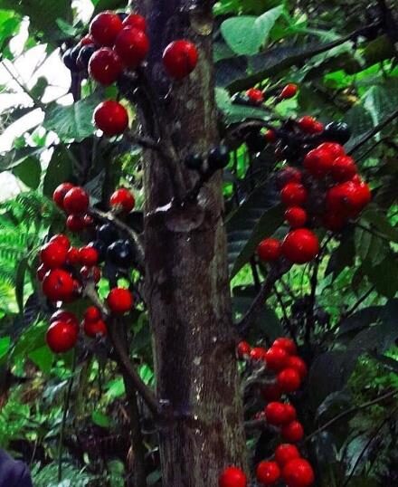 Carica microcarpa subsp. baccata / Vasconcellea microcarpa subsp. baccata - Papaya Microcarpa