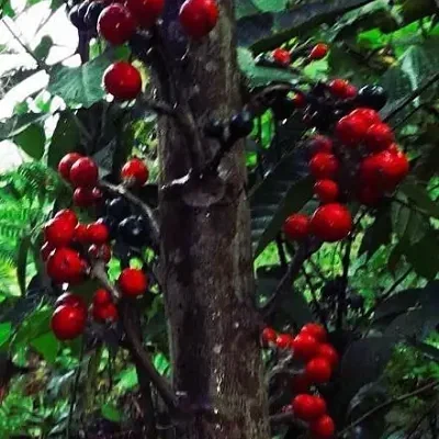 Carica microcarpa subsp. baccata / Vasconcellea microcarpa subsp. baccata - Papaya Microcarpa
