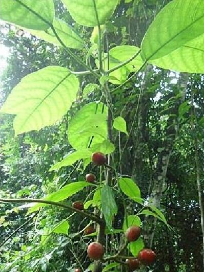 Carica microcarpa subsp. baccata / Vasconcellea microcarpa subsp. baccata - Papaya Microcarpa - Image 2