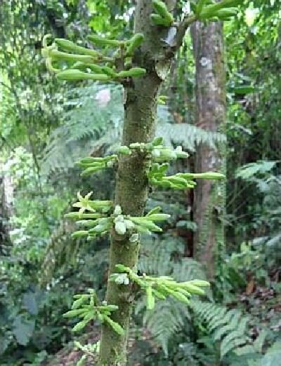 Carica microcarpa subsp. baccata / Vasconcellea microcarpa subsp. baccata - Papaya Microcarpa - Image 3