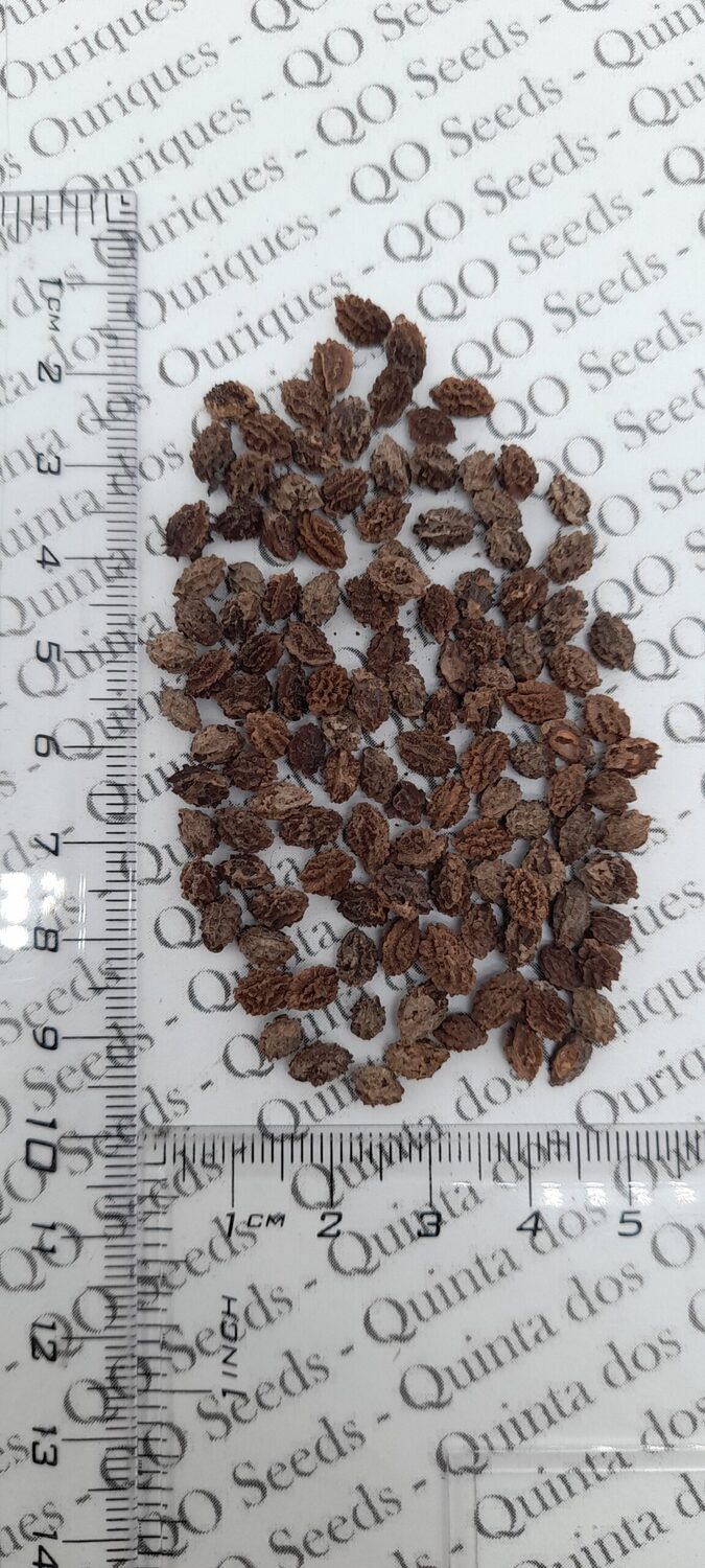 Carica papaya - Coorg Honeydew, Honeydew Papaya - Image 3