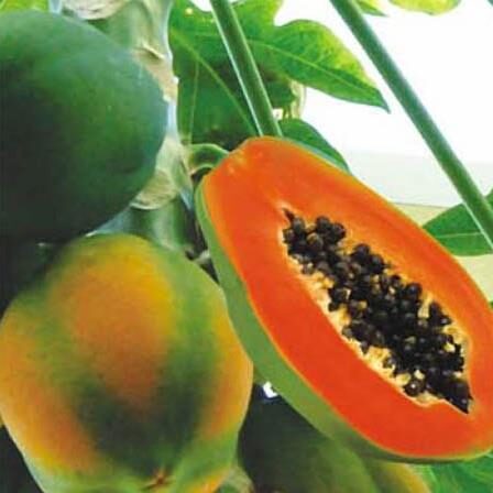 Carica papaya - Coorg Honeydew, Honeydew Papaya - Image 9