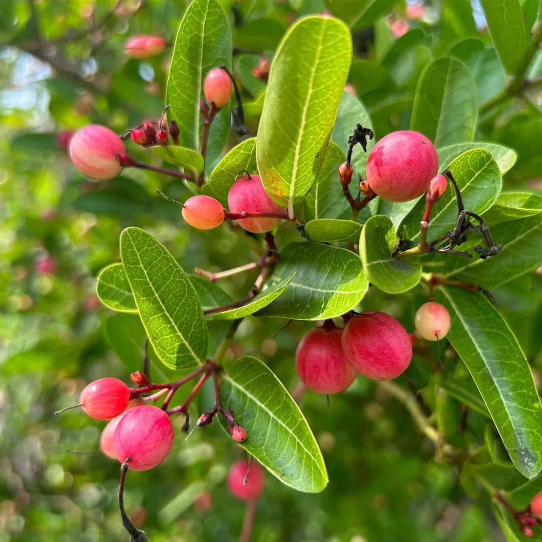 Carissa carandas - Bengal currant, Christ's thorn, Carandas plum, Karonda, Karanda, Kanna, Karandang - Image 3