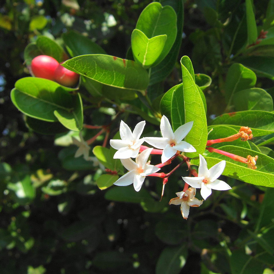 Carissa carandas - Bengal currant, Christ's thorn, Carandas plum, Karonda, Karanda, Kanna, Karandang - Image 4
