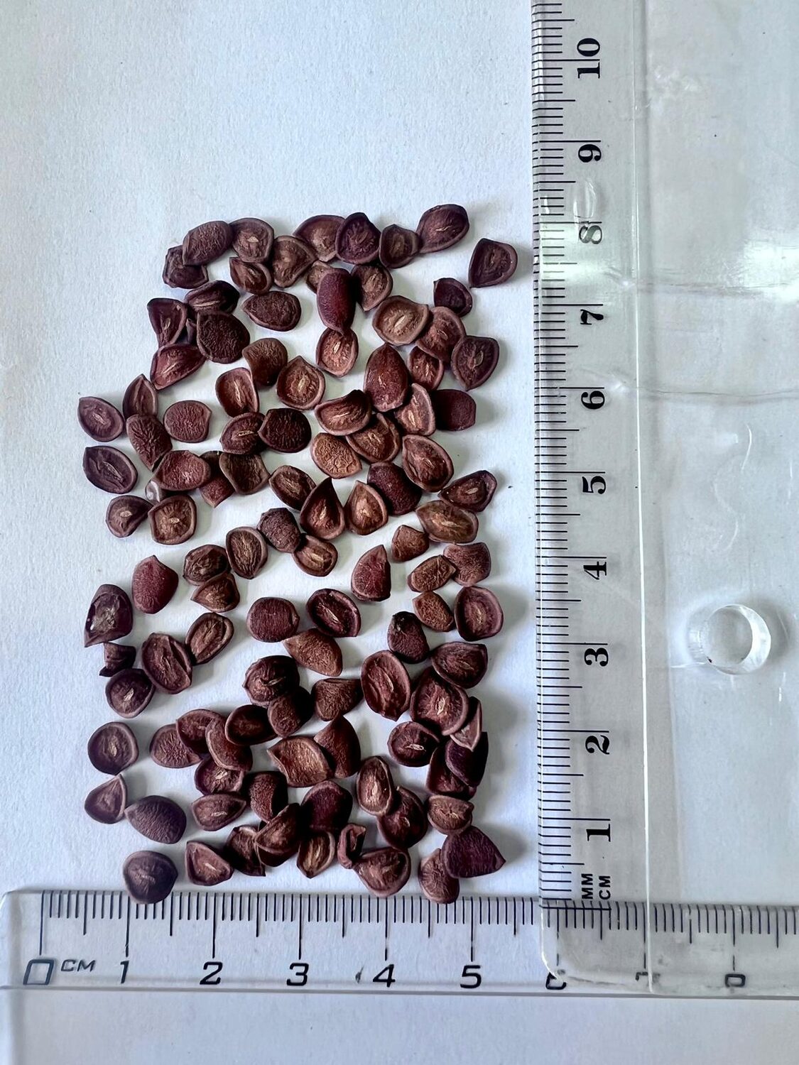 Carissa carandas - Bengal currant, Christ's thorn, Carandas plum, Karonda, Karanda, Kanna, Karandang - Image 5