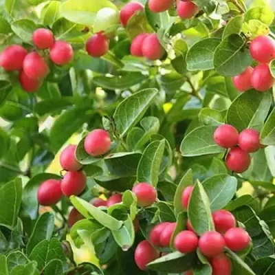 Carissa macrocarpa - Natal Plum, Amatungulu, Large Num-Num