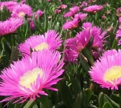 Carpobrotus edulis - Hottentot Fig, Ice Plant, Sour Fig