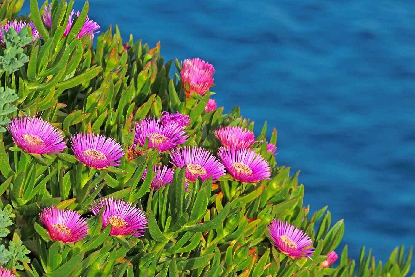 Carpobrotus edulis - Hottentot Fig, Ice Plant, Sour Fig - Image 6