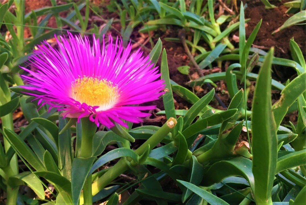Carpobrotus edulis - Hottentot Fig, Ice Plant, Sour Fig - Image 7