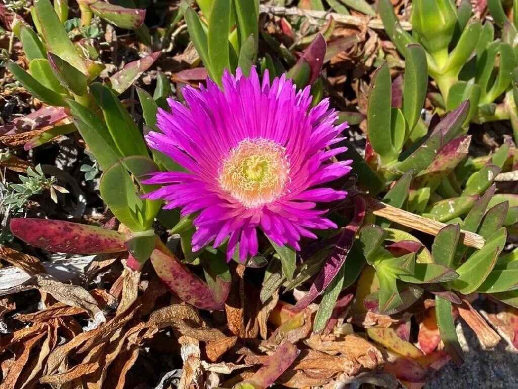 Carpobrotus edulis - Hottentot Fig, Ice Plant, Sour Fig - Image 8