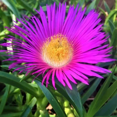 Carpobrotus edulis - Hottentot Fig, Ice Plant, Sour Fig