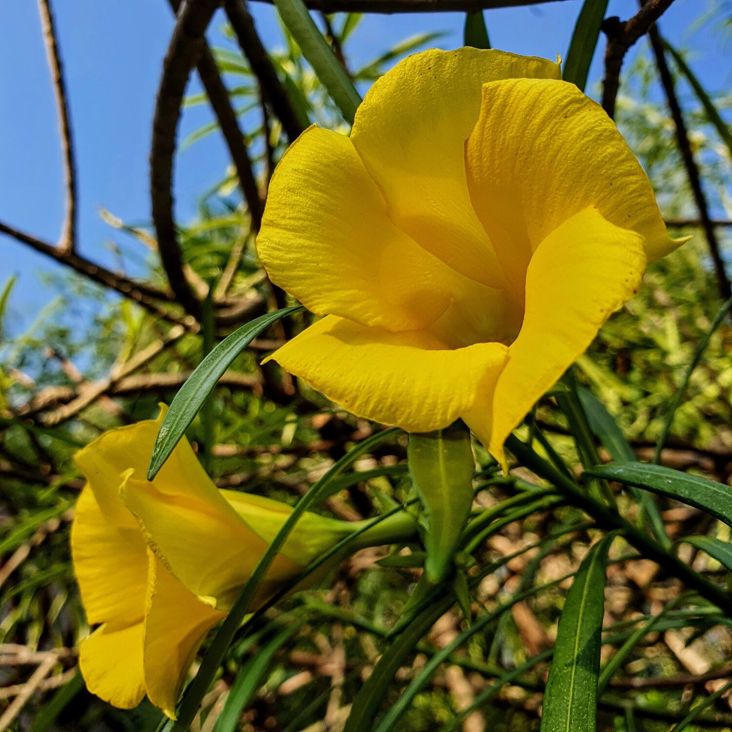 Cascabela thevetia - Thevetia peruviana, Yellow oleander - Image 3