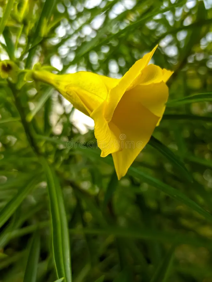 Cascabela thevetia - Thevetia peruviana, Yellow oleander - Image 4
