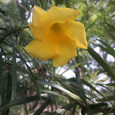 Cascabela thevetia - Thevetia peruviana, Yellow oleander