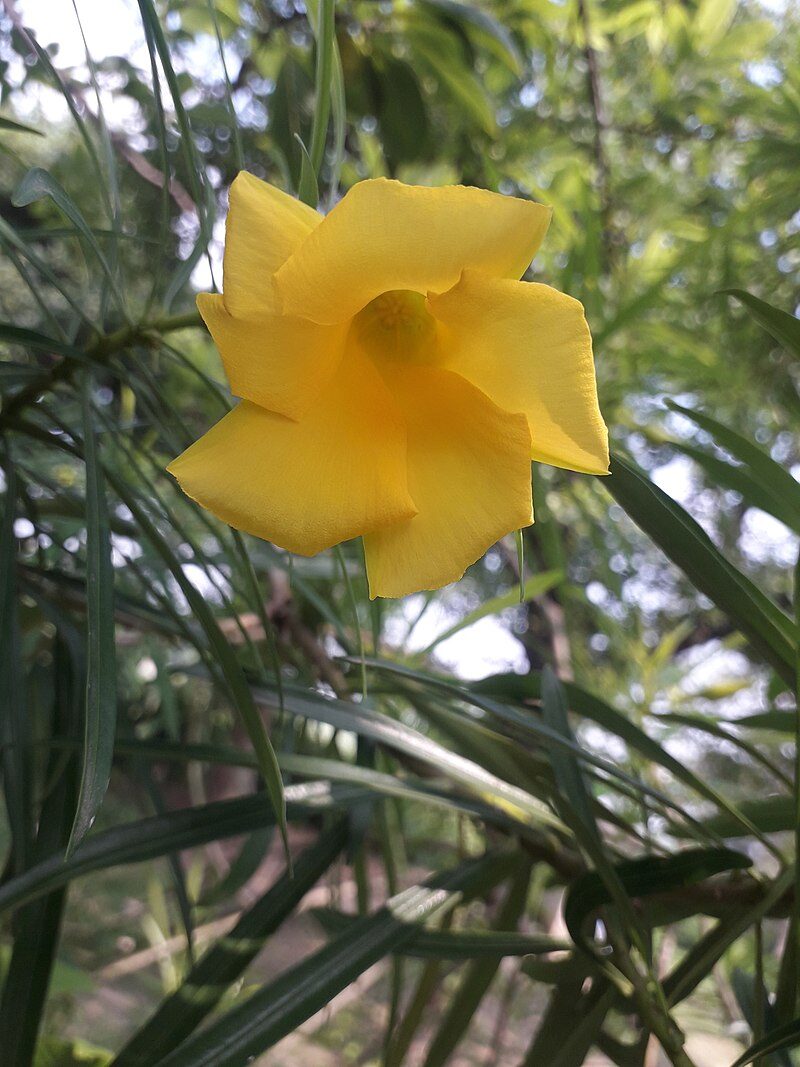 Cascabela thevetia - Thevetia peruviana, Yellow oleander