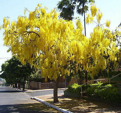 Cassia fistula - Golden Shower Tree