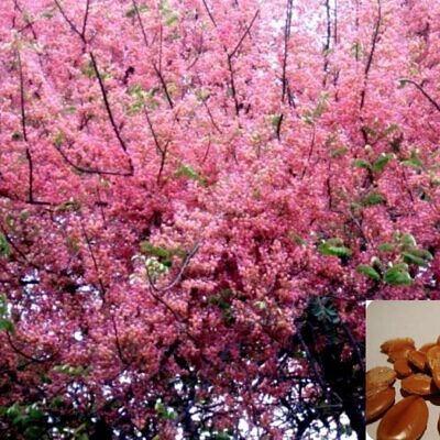 Cassia grandis - Pink Shower Tree