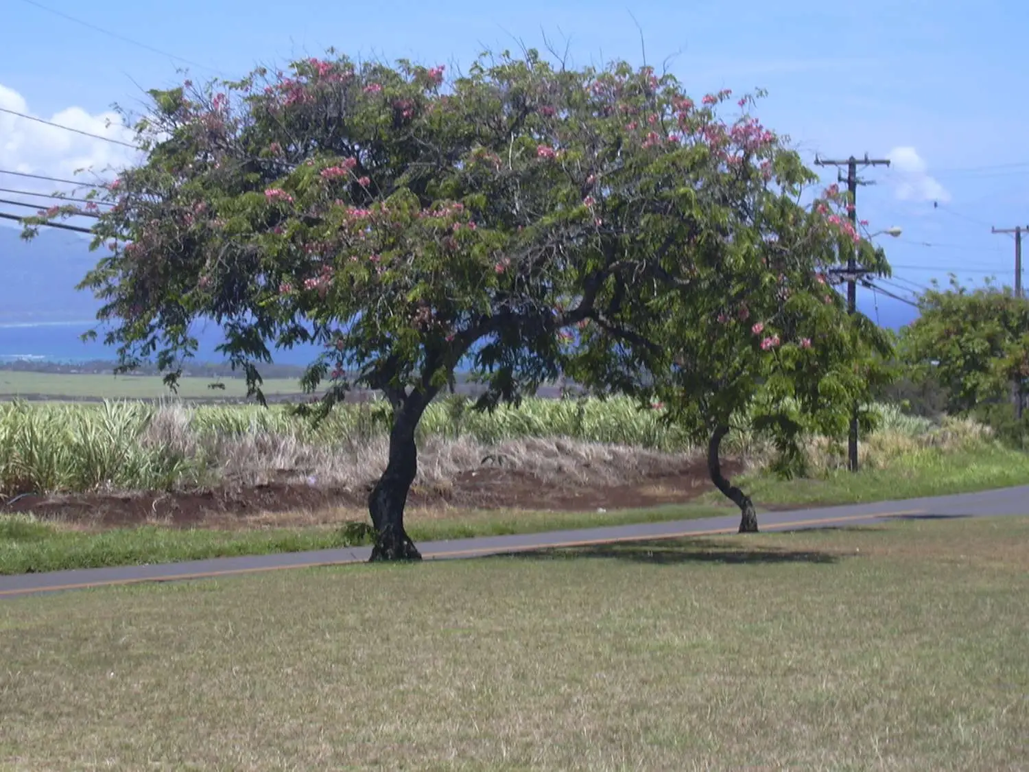 Cassia javanica subsp. agnes / Cassia javanica subsp. nodosa - Java cassia, pink shower, apple blossom tree, rainbow shower tree, balayong - Image 2