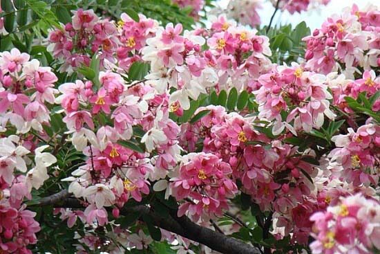 Cassia javanica subsp. agnes / Cassia javanica subsp. nodosa - Java cassia, pink shower, apple blossom tree, rainbow shower tree, balayong - Image 5