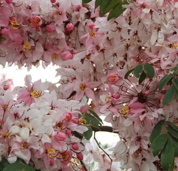Cassia javanica subsp. agnes / Cassia javanica subsp. nodosa - Java cassia, pink shower, apple blossom tree, rainbow shower tree, balayong - Image 7