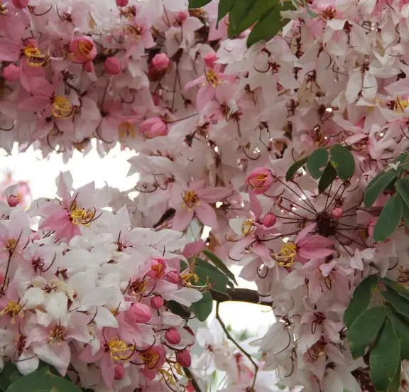 Cassia javanica subsp. agnes / Cassia javanica subsp. nodosa - Java cassia, pink shower, apple blossom tree, rainbow shower tree, balayong - Image 7