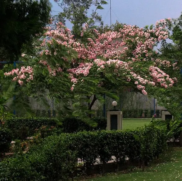 Cassia javanica subsp. agnes / Cassia javanica subsp. nodosa - Java cassia, pink shower, apple blossom tree, rainbow shower tree, balayong - Image 8