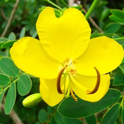 Cassia occidentalis / Senna occidentalis - coffee senna, coffeeweed