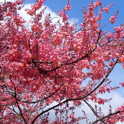 Cassia renigera / Cassia javanica subsp. renigera - Burmese Pink Cassia, Deciduous Cassia, Velvet Cassia