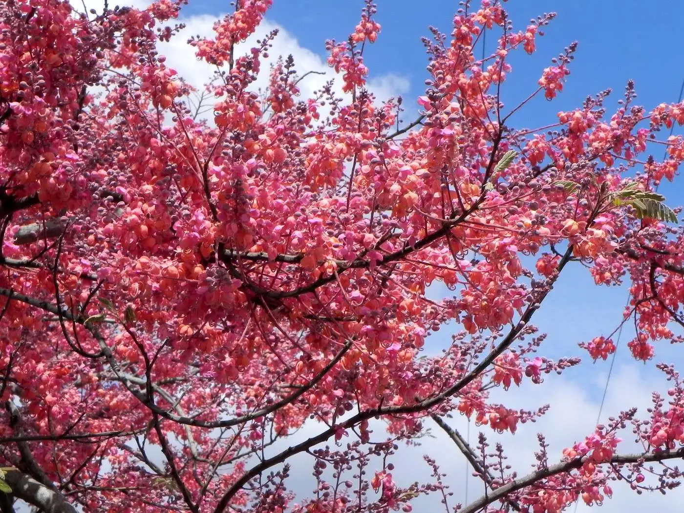 Cassia renigera / Cassia javanica subsp. renigera - Burmese Pink Cassia, Deciduous Cassia, Velvet Cassia