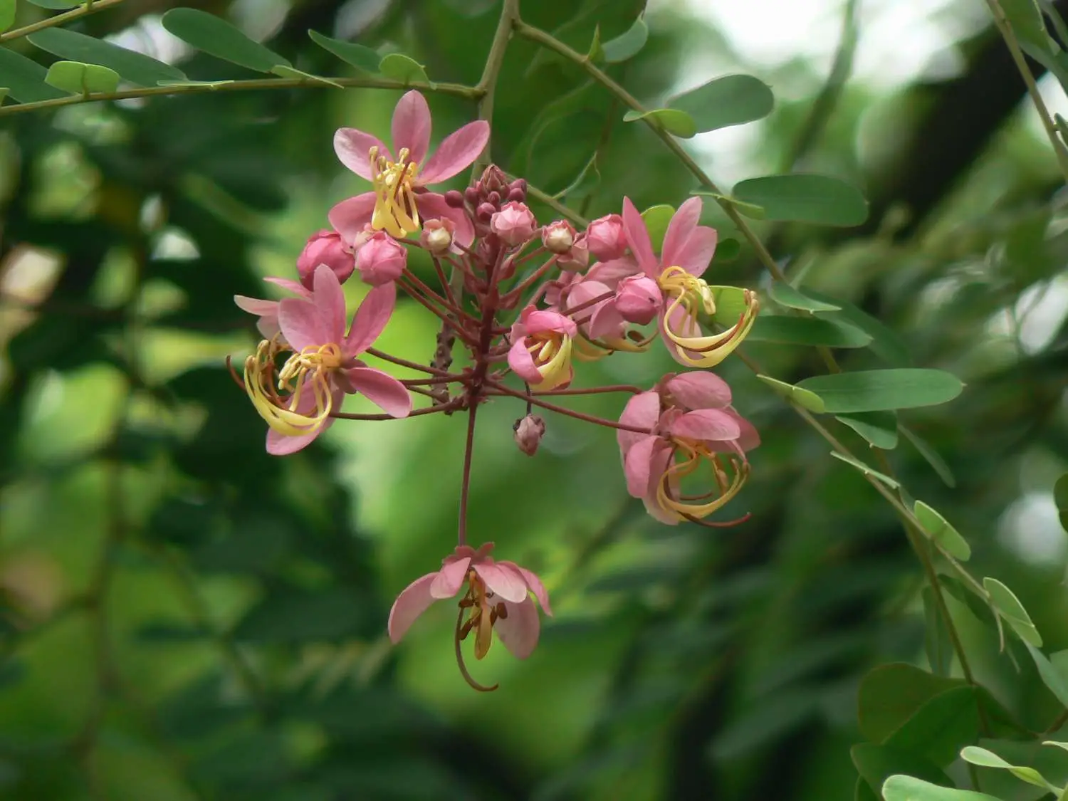 Cassia renigera / Cassia javanica subsp. renigera - Burmese Pink Cassia, Deciduous Cassia, Velvet Cassia - Image 2